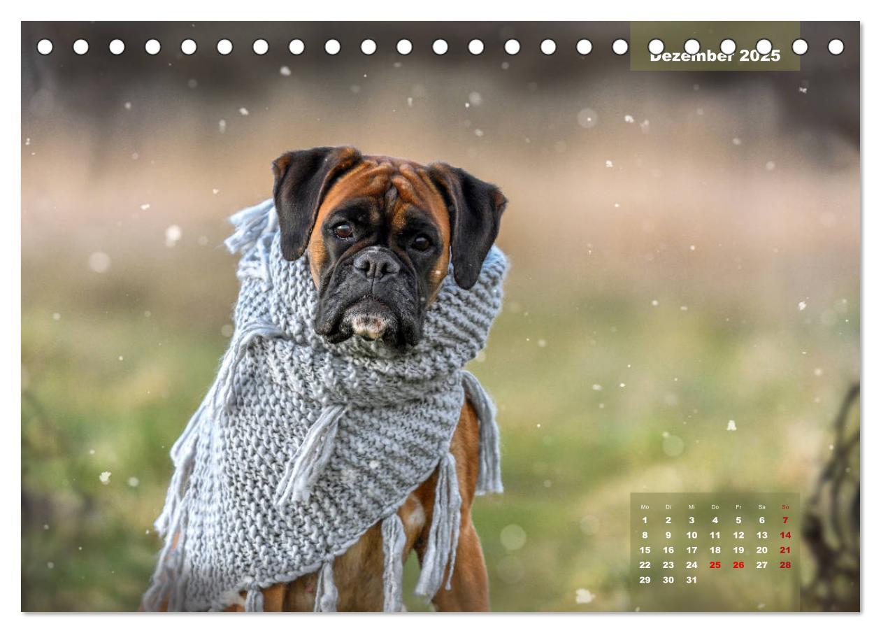 Bild: 9783435178575 | Einmal Boxer - immer Boxer (Tischkalender 2025 DIN A5 quer),...