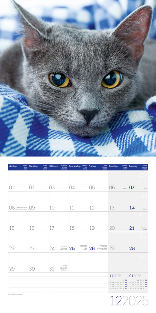 Bild: 9783838445205 | Katzen Kalender 2025 - 30x30 | Ackermann Kunstverlag | Kalender | 2025