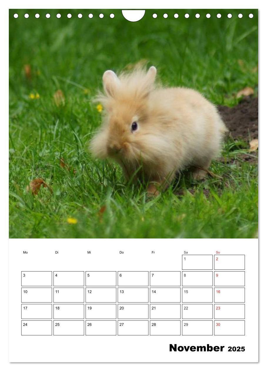 Bild: 9783457013236 | Kaninchen Terminplaner (Wandkalender 2025 DIN A4 hoch), CALVENDO...