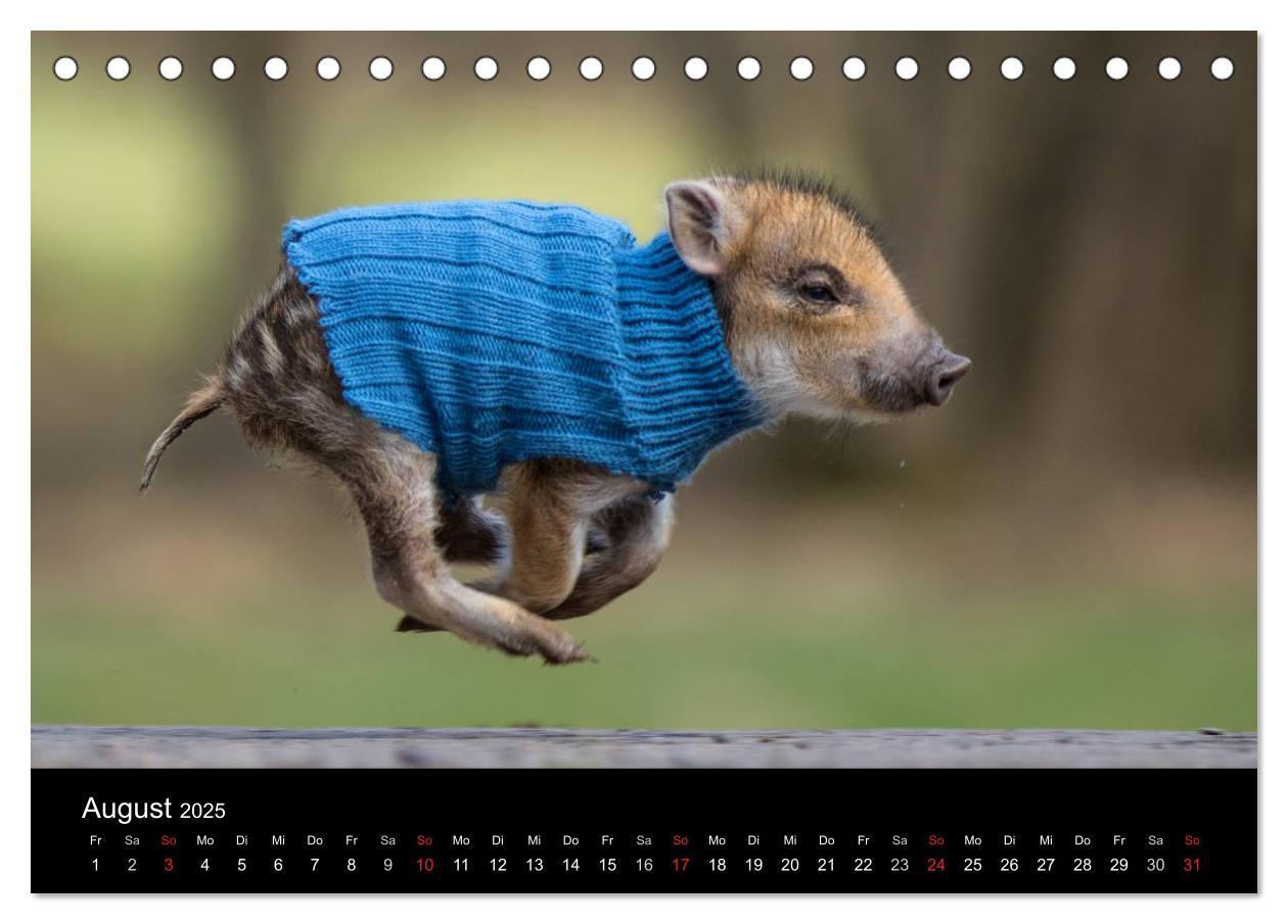 Bild: 9783435535682 | Kleine Schweinereien (Tischkalender 2025 DIN A5 quer), CALVENDO...