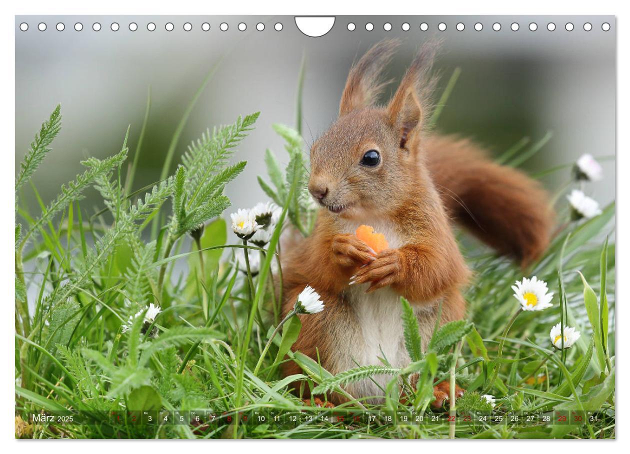 Bild: 9783435345854 | Eichhörnchen Luna und ihre Kinder (Wandkalender 2025 DIN A4 quer),...