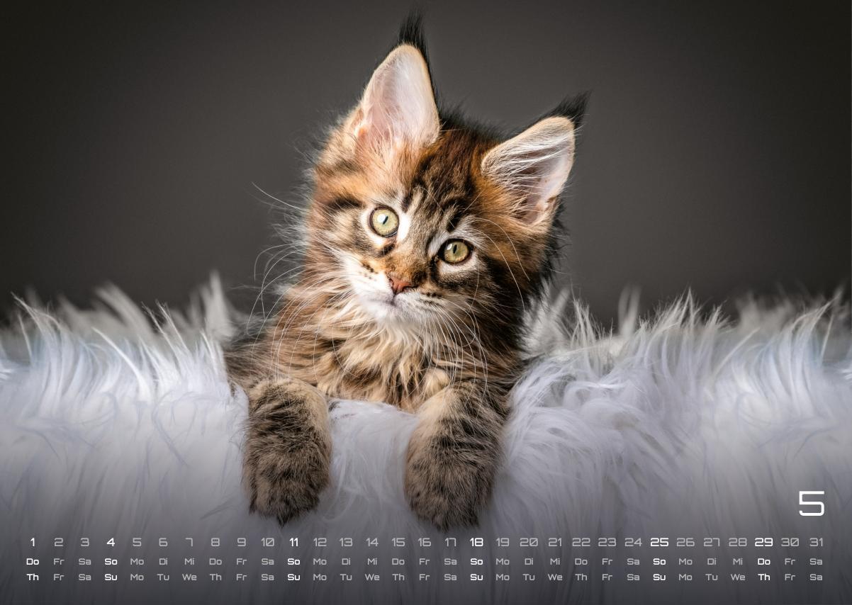 Bild: 9783986733889 | Miau Kids - kleine Tiger ganz groß - Der Katzenkalender - 2025 -...