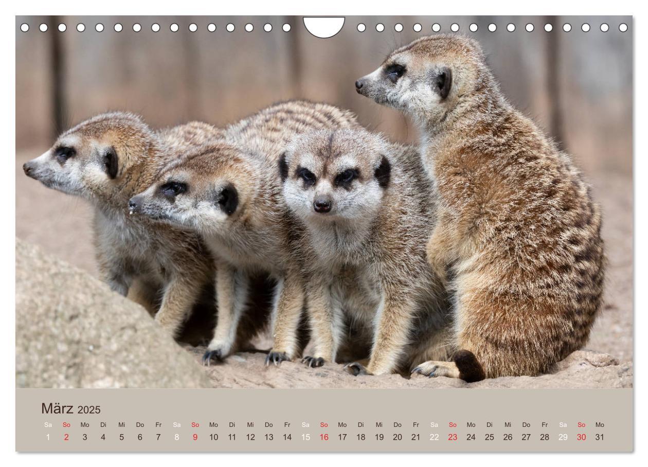 Bild: 9783435211548 | Quirlige Erdmännchen (Wandkalender 2025 DIN A4 quer), CALVENDO...