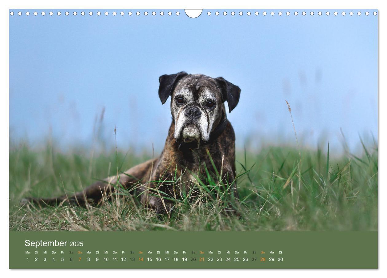 Bild: 9783383926396 | Der Boxer, der beste Hund der Welt (Wandkalender 2025 DIN A3 quer),...