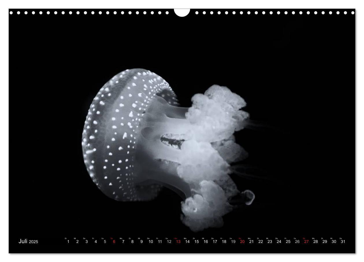 Bild: 9783435586264 | Meerestiere Bilder in Schwarz Weiss (Wandkalender 2025 DIN A3...