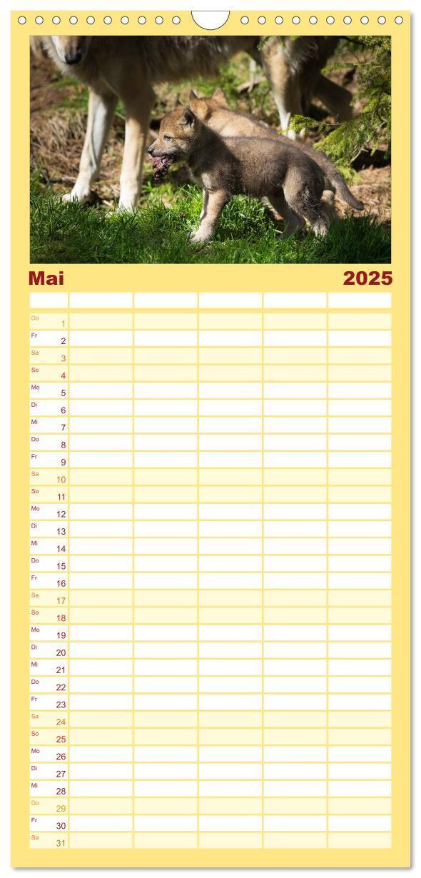 Bild: 9783457115589 | Familienplaner 2025 - Tierbabys 2025 mit 5 Spalten (Wandkalender,...