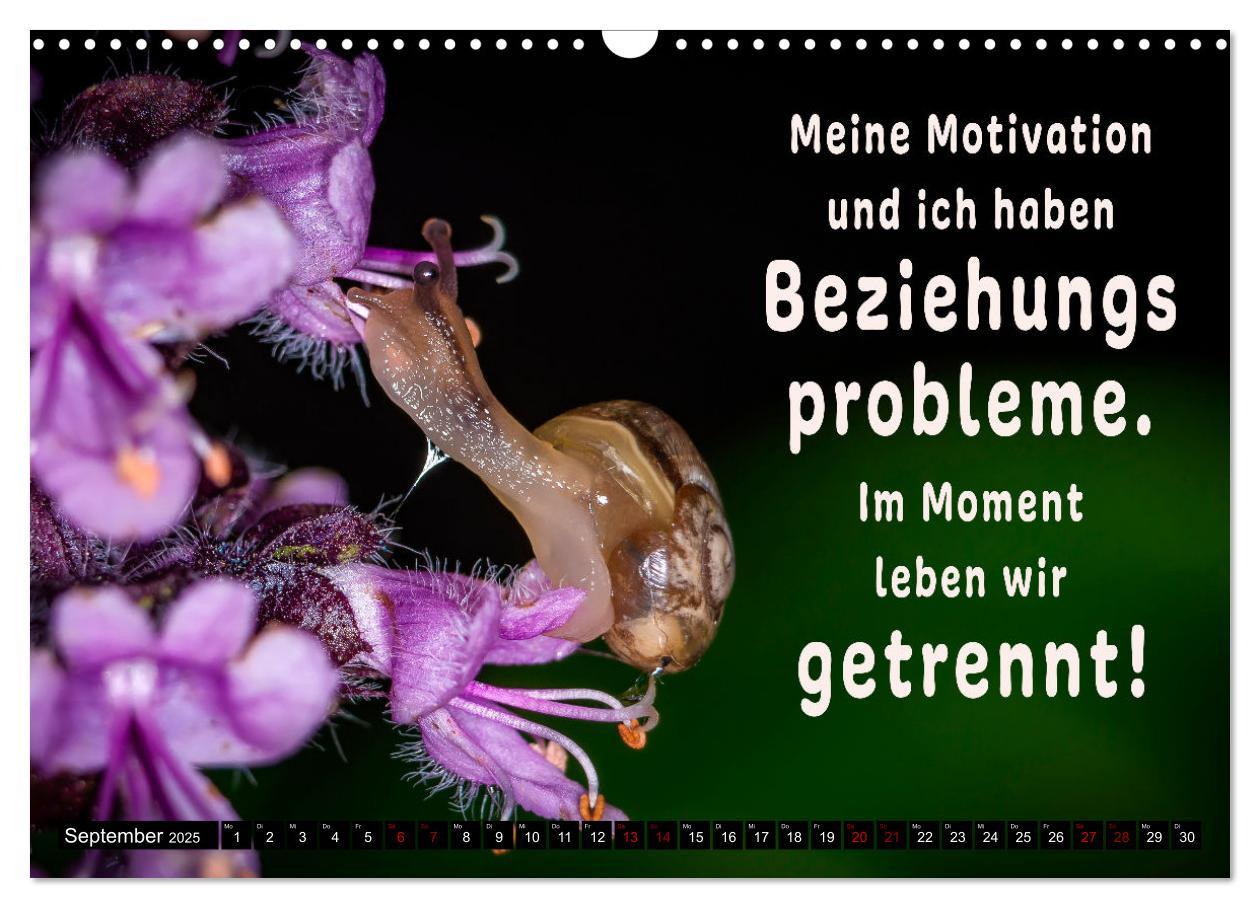 Bild: 9783435088393 | Spruchreif - Gute-Laune-Kalender (Wandkalender 2025 DIN A3 quer),...