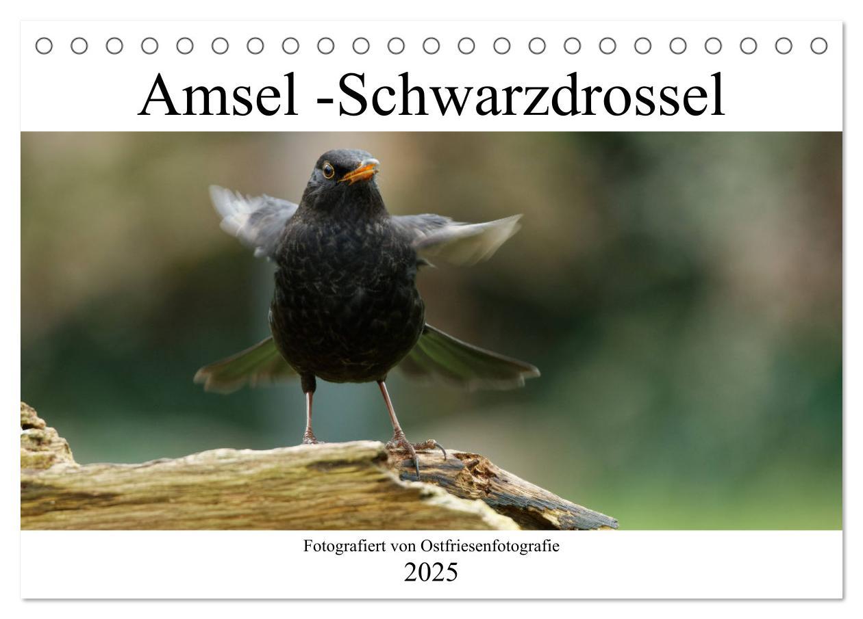 Cover: 9783435022748 | Amsel - Schwarzdrossel fotografiert von Ostfriesenfotografie...