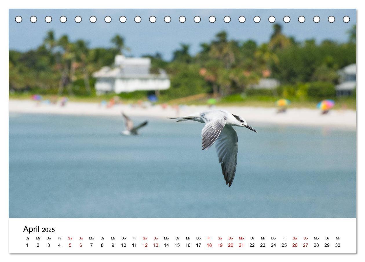 Bild: 9783435374564 | Möwen am Meer (Tischkalender 2025 DIN A5 quer), CALVENDO...