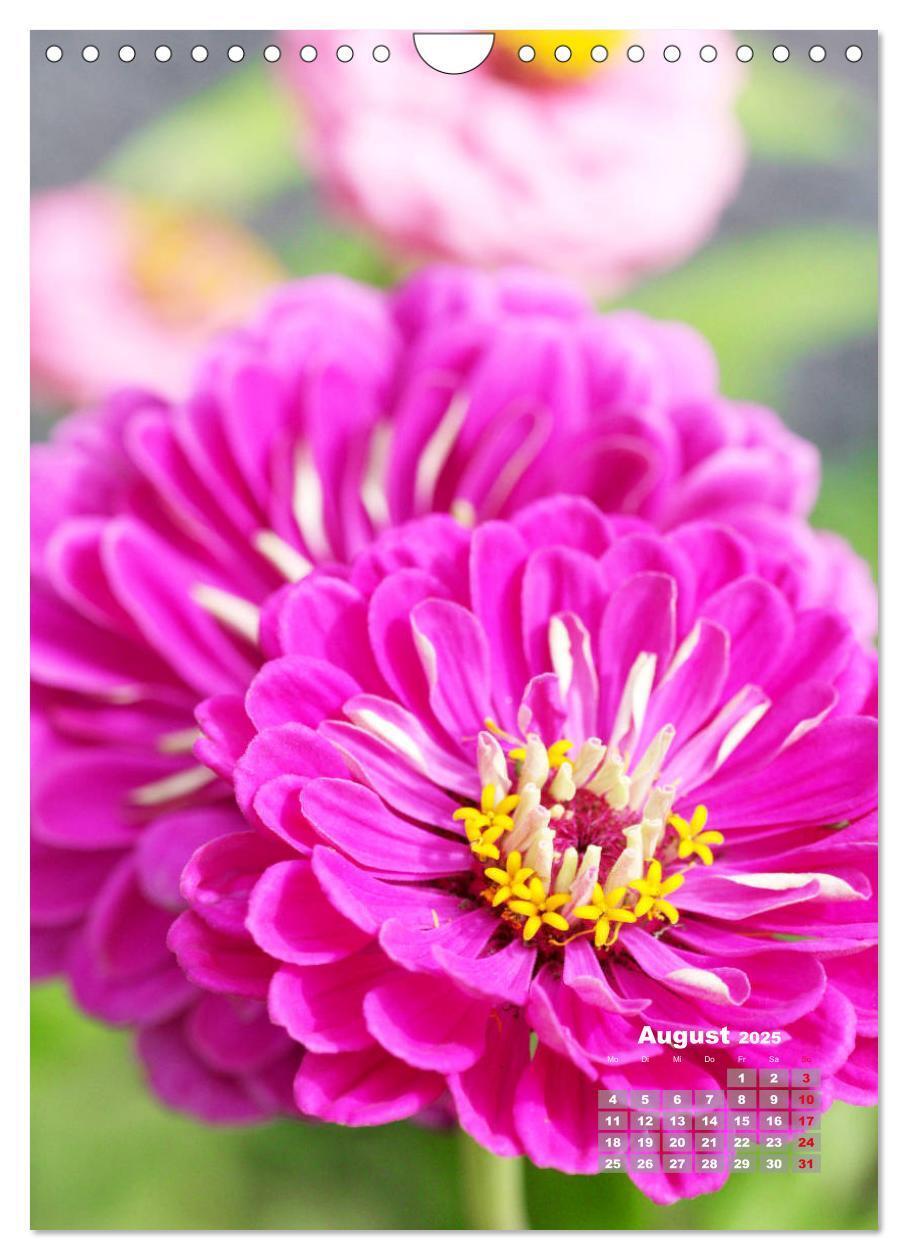 Bild: 9783435981908 | Zinnien im Garten (Wandkalender 2025 DIN A4 hoch), CALVENDO...