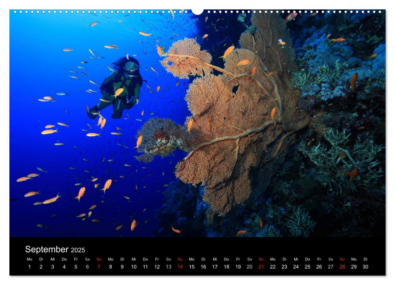 Bild: 9783435476008 | Magische Unterwasserwelten (hochwertiger Premium Wandkalender 2025...