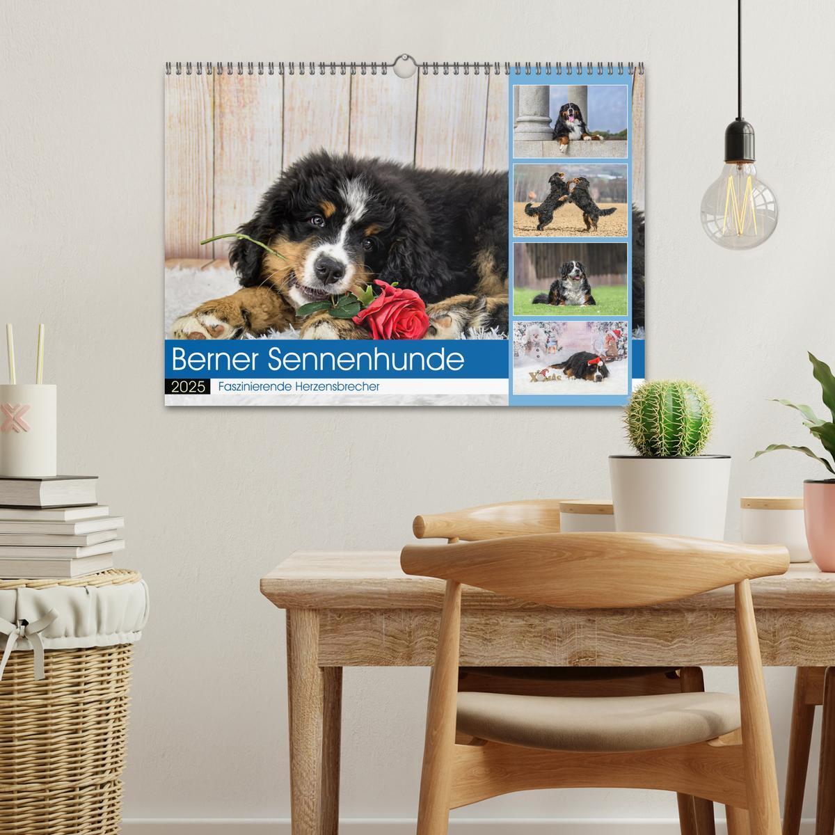 Bild: 9783457182543 | Berner Sennenhunde - Faszinierende Herzensbrecher (Wandkalender...