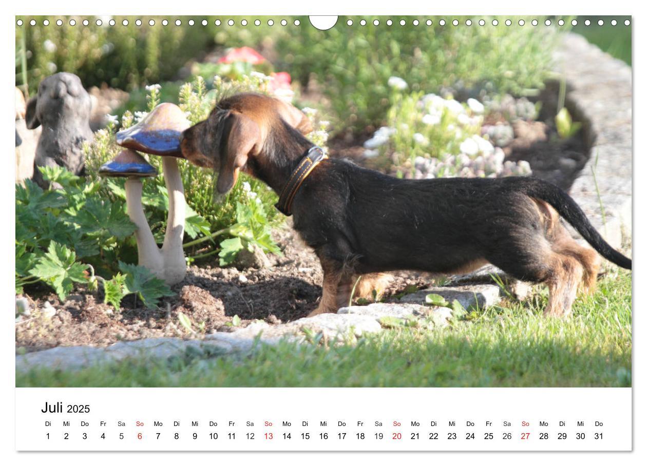 Bild: 9783435172856 | Ein Dackelkind blickt zurück (Wandkalender 2025 DIN A3 quer),...