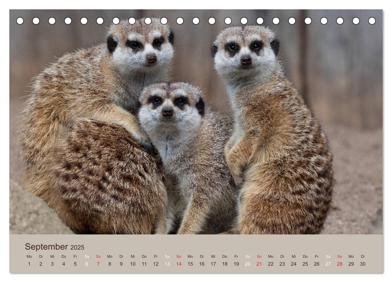 Bild: 9783435210206 | Quirlige Erdmännchen (Tischkalender 2025 DIN A5 quer), CALVENDO...