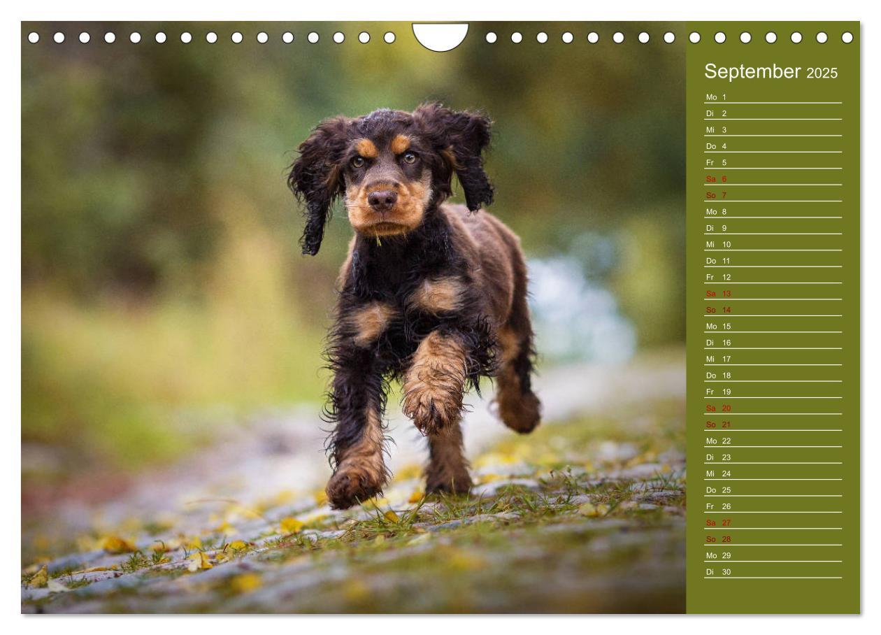 Bild: 9783435330980 | Englische Cocker Spaniel Welpen (Wandkalender 2025 DIN A4 quer),...