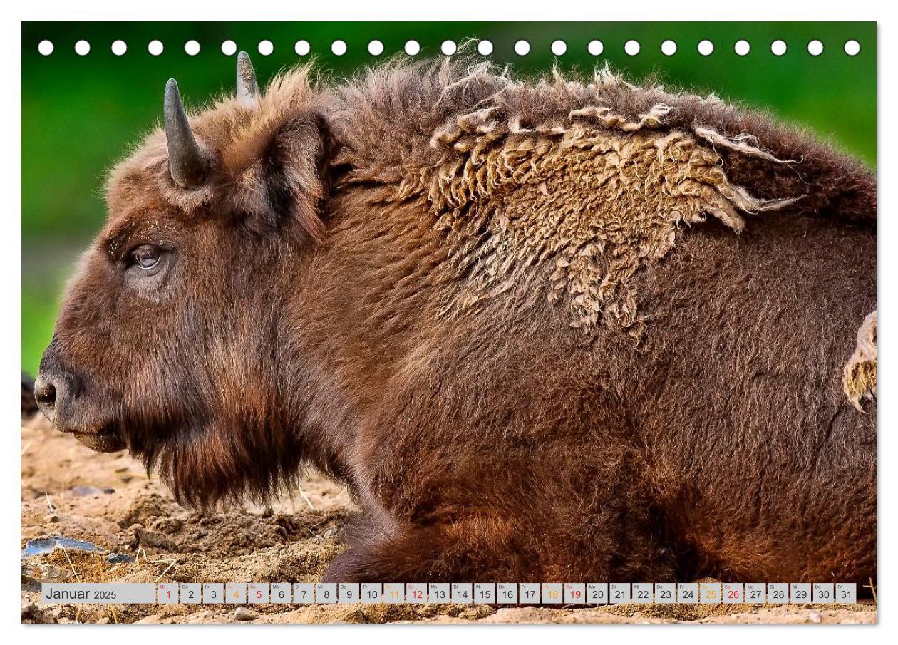 Bild: 9783435579242 | Bison und Wisent - Riesen mit unbändiger Kraft (Tischkalender 2025...