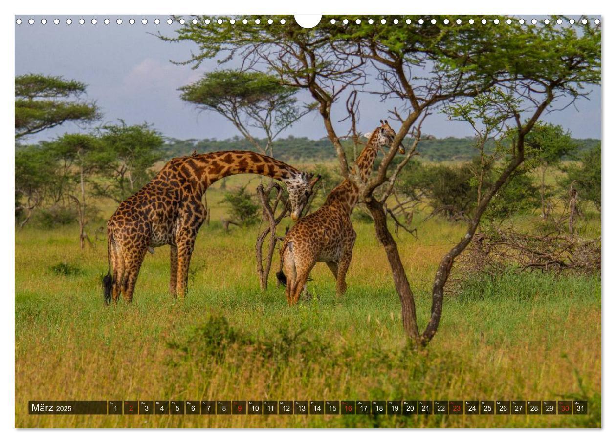 Bild: 9783435808168 | Abenteuer Tansania, Afrika (Wandkalender 2025 DIN A3 quer),...