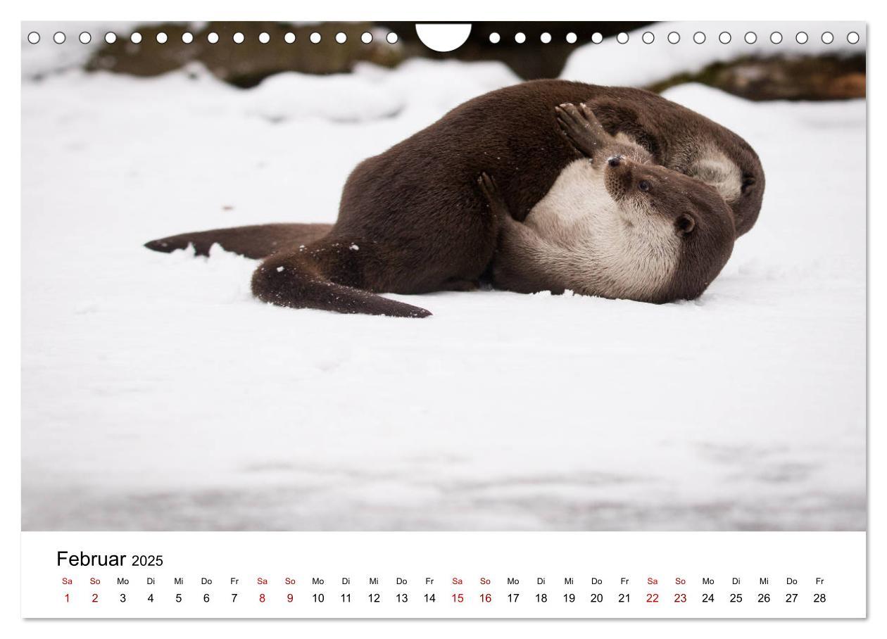 Bild: 9783435380053 | Otter - Jäger an Flüssen und Seen (Wandkalender 2025 DIN A4 quer),...