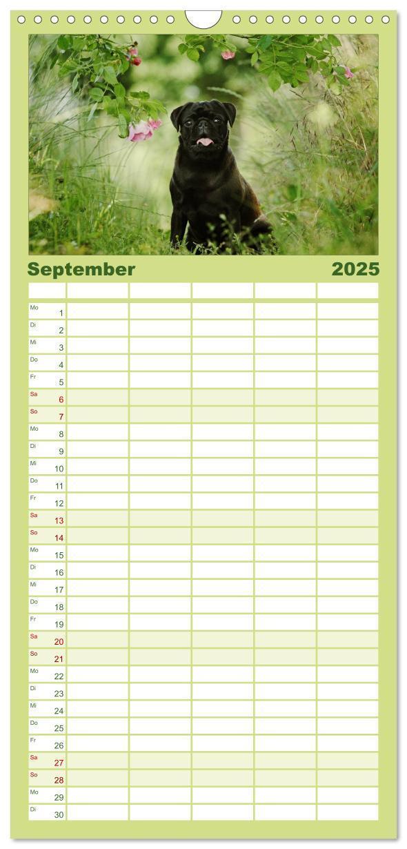 Bild: 9783457119709 | Familienplaner 2025 - Der MOPS-Kalender mit 5 Spalten...