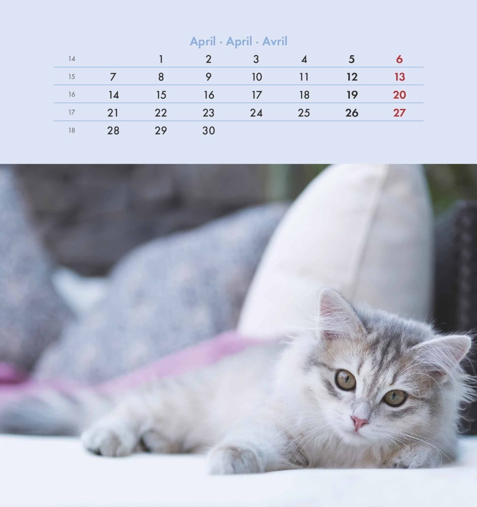 Bild: 4251732342296 | Alpha Edition - Schmusekatzen 2025 Postkartenkalender, 16x17cm,...