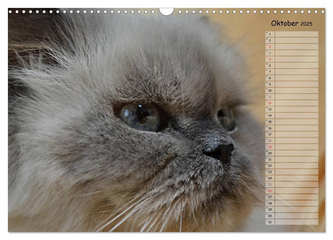 Bild: 9783435733859 | Katzen im Porträt / Geburtstagskalender (Wandkalender 2025 DIN A3...