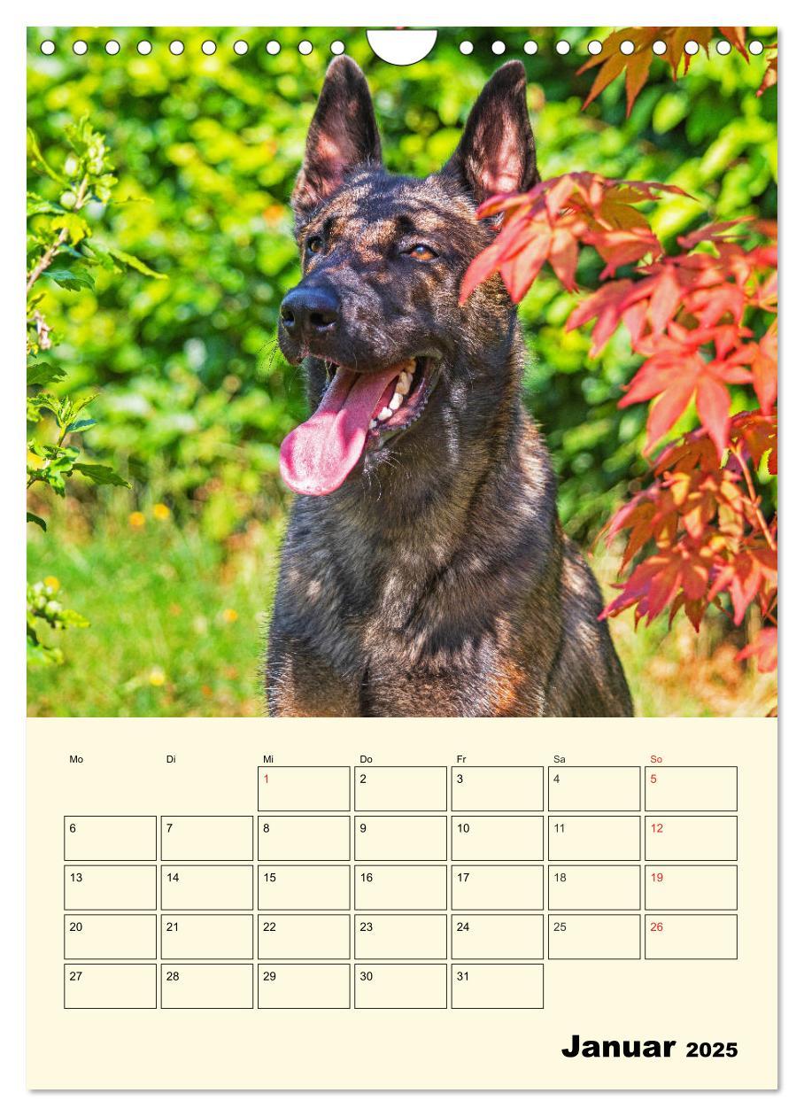 Bild: 9783435959143 | Familienplaner Tausendsassa Malinois (Wandkalender 2025 DIN A4...