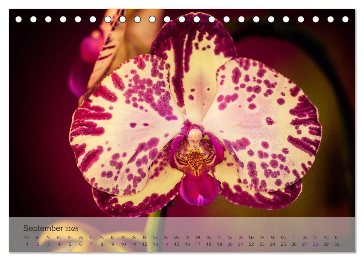 Bild: 9783435688425 | Phalaenopsis - die zauberhafte Welt der Orchideen (Tischkalender...