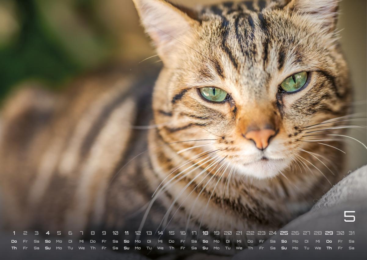 Bild: 9783986733865 | Miau - Unsere Stubentiger - Der Katzenkalender - 2025 - Kalender...