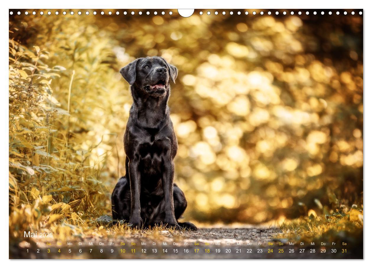 Bild: 9783435018505 | Verzauberung Labrador Retriever 2025 (Wandkalender 2025 DIN A3...