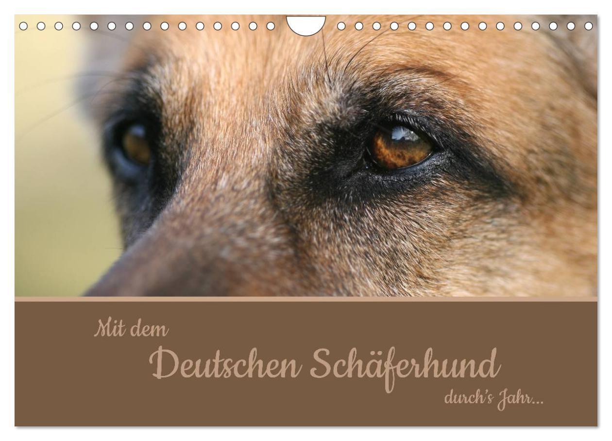 Cover: 9783435784011 | Mit dem Deutschen Schäferhund durch's Jahr (Wandkalender 2025 DIN...