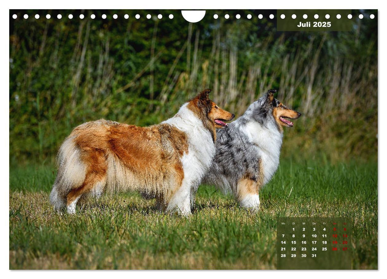 Bild: 9783435110919 | Typisch Collie (Wandkalender 2025 DIN A4 quer), CALVENDO...