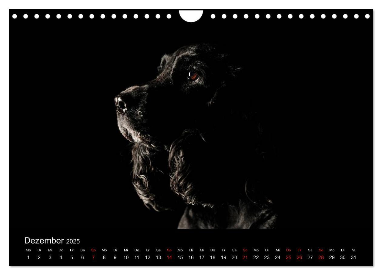 Bild: 9783435742691 | Dogs (Wandkalender 2025 DIN A4 quer), CALVENDO Monatskalender | Noack