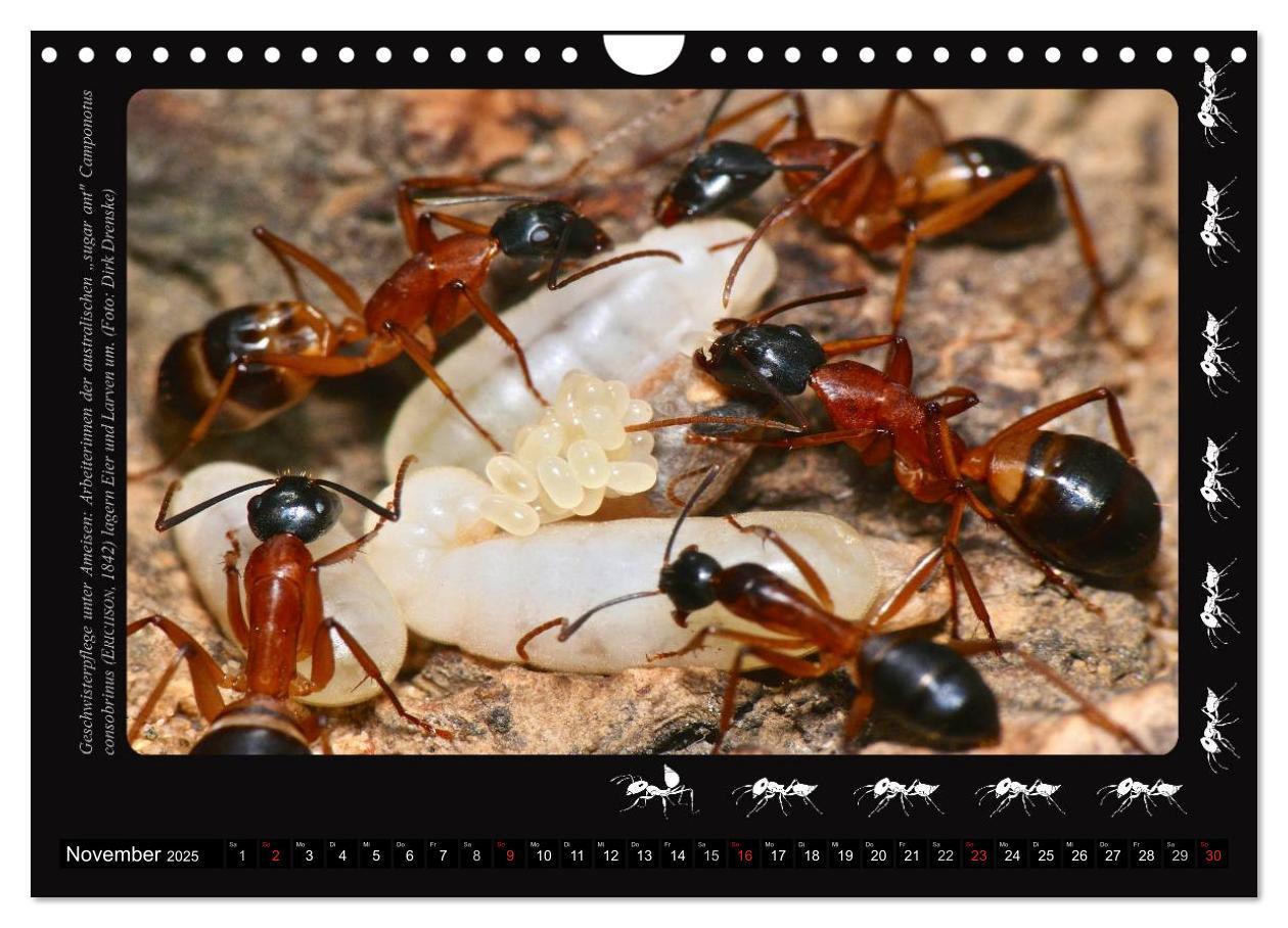 Bild: 9783435664153 | AntsNature - Faszination Ameisen (Wandkalender 2025 DIN A4 quer),...