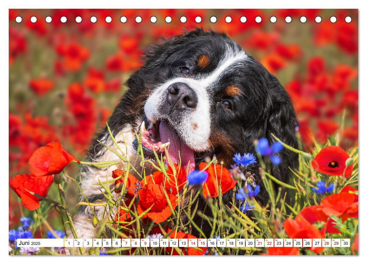 Bild: 9783383924279 | Berner Sennenhund - Eine Liebe für´s Leben (Tischkalender 2025 DIN...