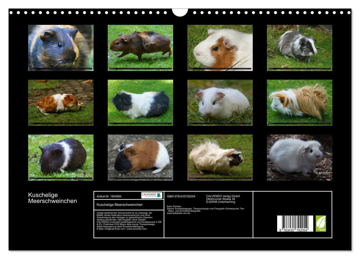 Bild: 9783435792054 | Kuschelige Meerschweinchen (Wandkalender 2025 DIN A3 quer),...