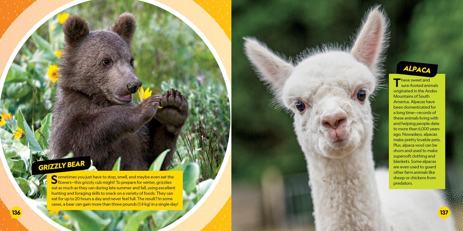 Bild: 9781426339219 | Cutest Animals on the Planet | National Geographic Kids | Taschenbuch