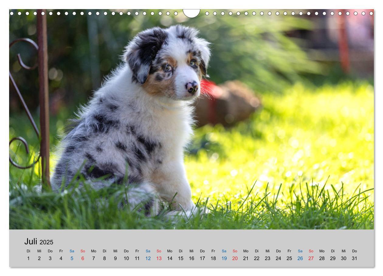 Bild: 9783435151035 | Australian Shepherd Welpen 2025 (Wandkalender 2025 DIN A3 quer),...