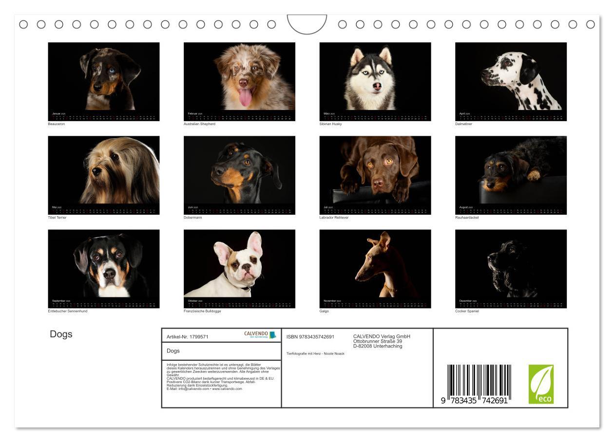 Bild: 9783435742691 | Dogs (Wandkalender 2025 DIN A4 quer), CALVENDO Monatskalender | Noack