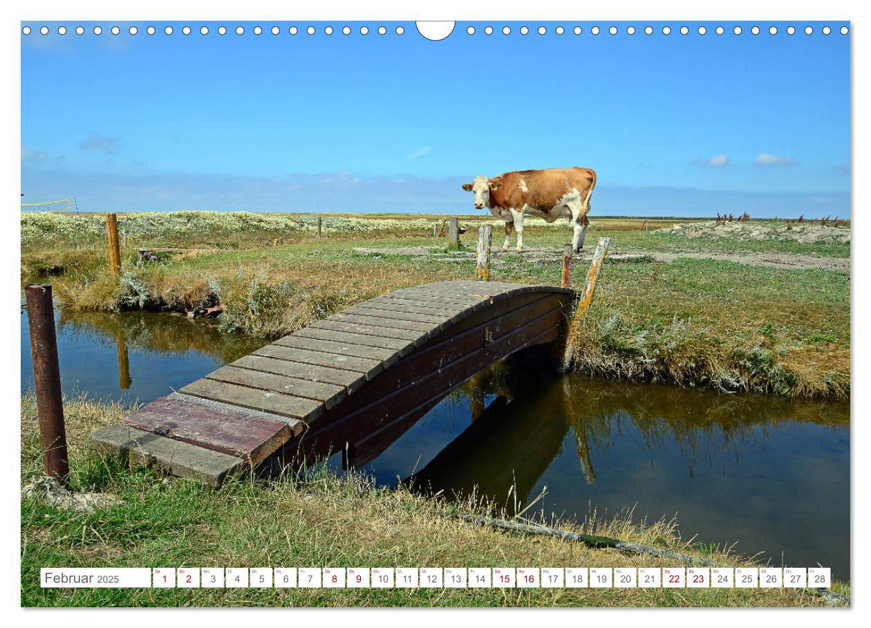 Bild: 9783435256853 | Sommertage auf Hallig Hooge (Wandkalender 2025 DIN A3 quer),...