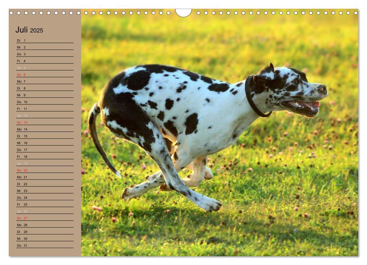 Bild: 9783435491841 | Deutsche Doggen - Sanfte Riesen (Wandkalender 2025 DIN A3 quer),...