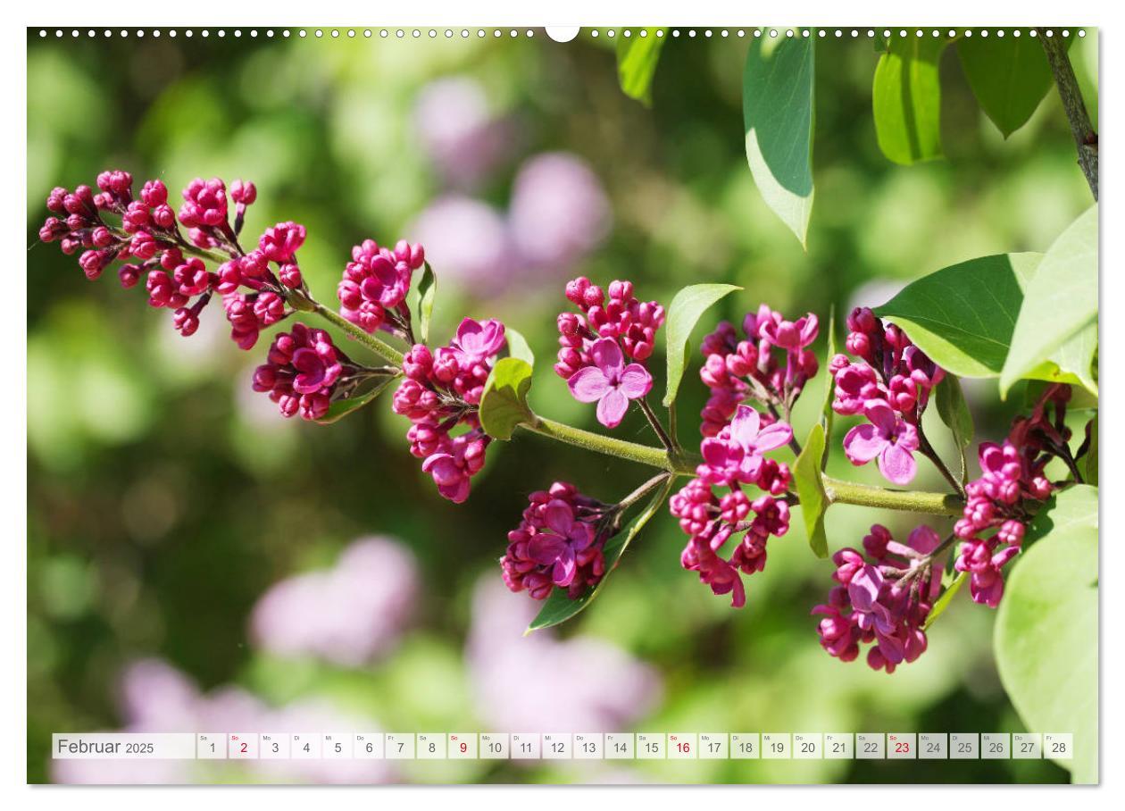 Bild: 9783435332465 | Fliederblüte (hochwertiger Premium Wandkalender 2025 DIN A2 quer),...