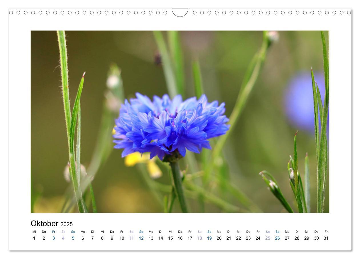 Bild: 9783435398225 | Kornblumen - Blaue Schönheiten (Wandkalender 2025 DIN A3 quer),...