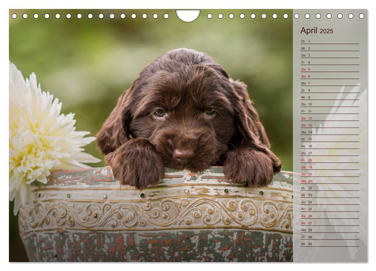 Bild: 9783435330980 | Englische Cocker Spaniel Welpen (Wandkalender 2025 DIN A4 quer),...