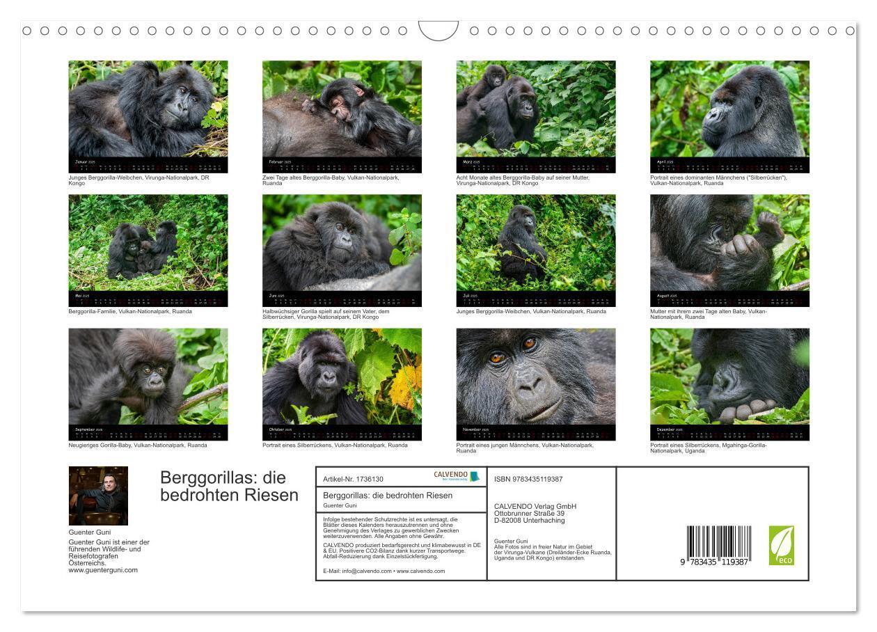 Bild: 9783435119387 | Berggorillas: die bedrohten Riesen (Wandkalender 2025 DIN A3 quer),...