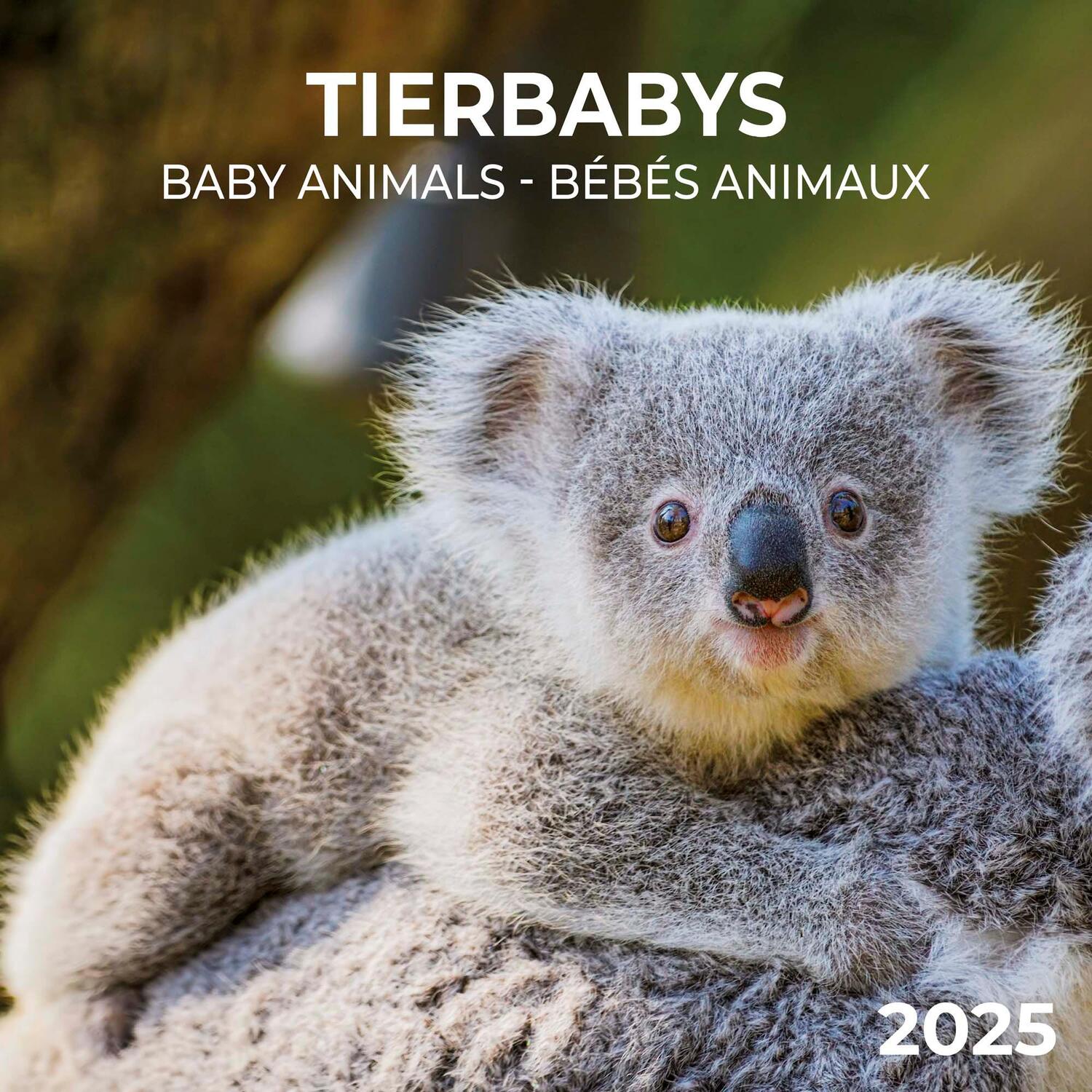 Cover: 9783959294782 | Tierbabys 2025 | Kalender 2025 | Kalender | Artwork Edition | 28 S.