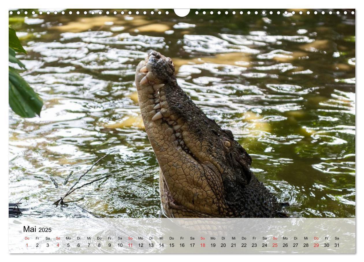 Bild: 9783435600878 | Große Echsen. Krokodile und Alligatoren (Wandkalender 2025 DIN A3...