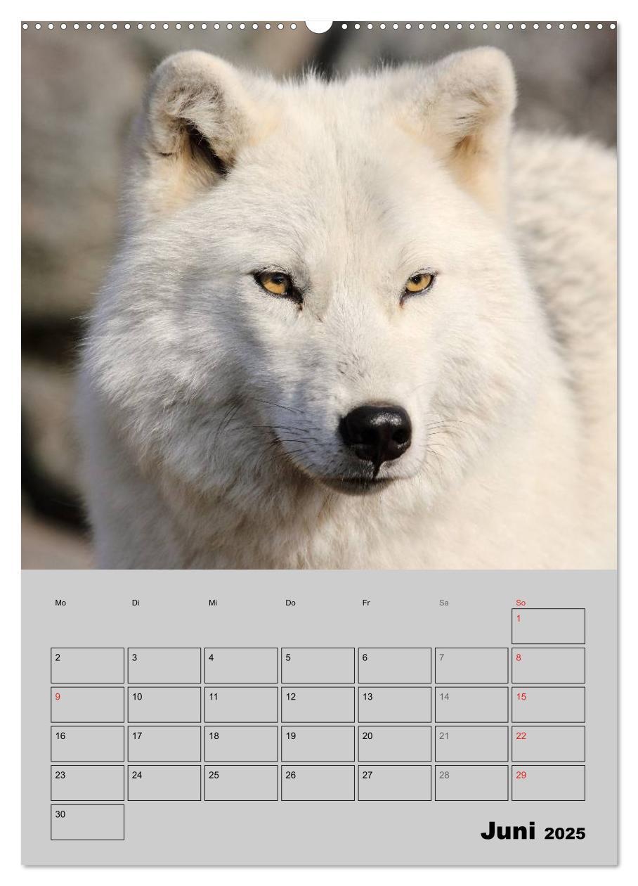 Bild: 9783457007143 | Wolf-Gesichter (hochwertiger Premium Wandkalender 2025 DIN A2...