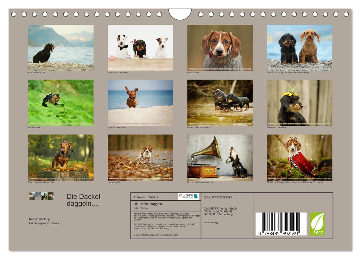 Bild: 9783435392599 | Die Dackel daggeln.... (Wandkalender 2025 DIN A4 quer), CALVENDO...