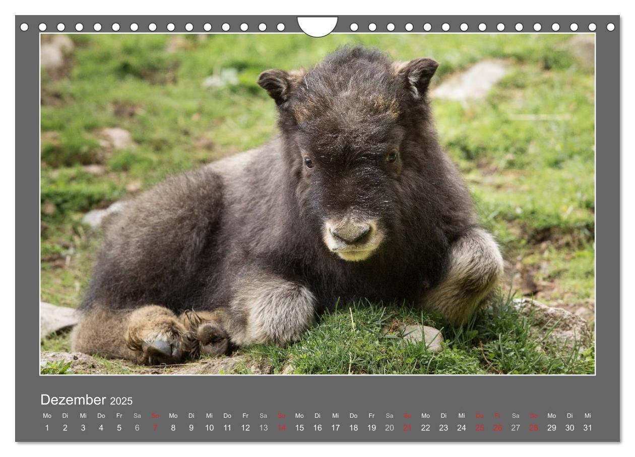 Bild: 9783435563289 | Tierbabys 2025 (Wandkalender 2025 DIN A4 quer), CALVENDO...