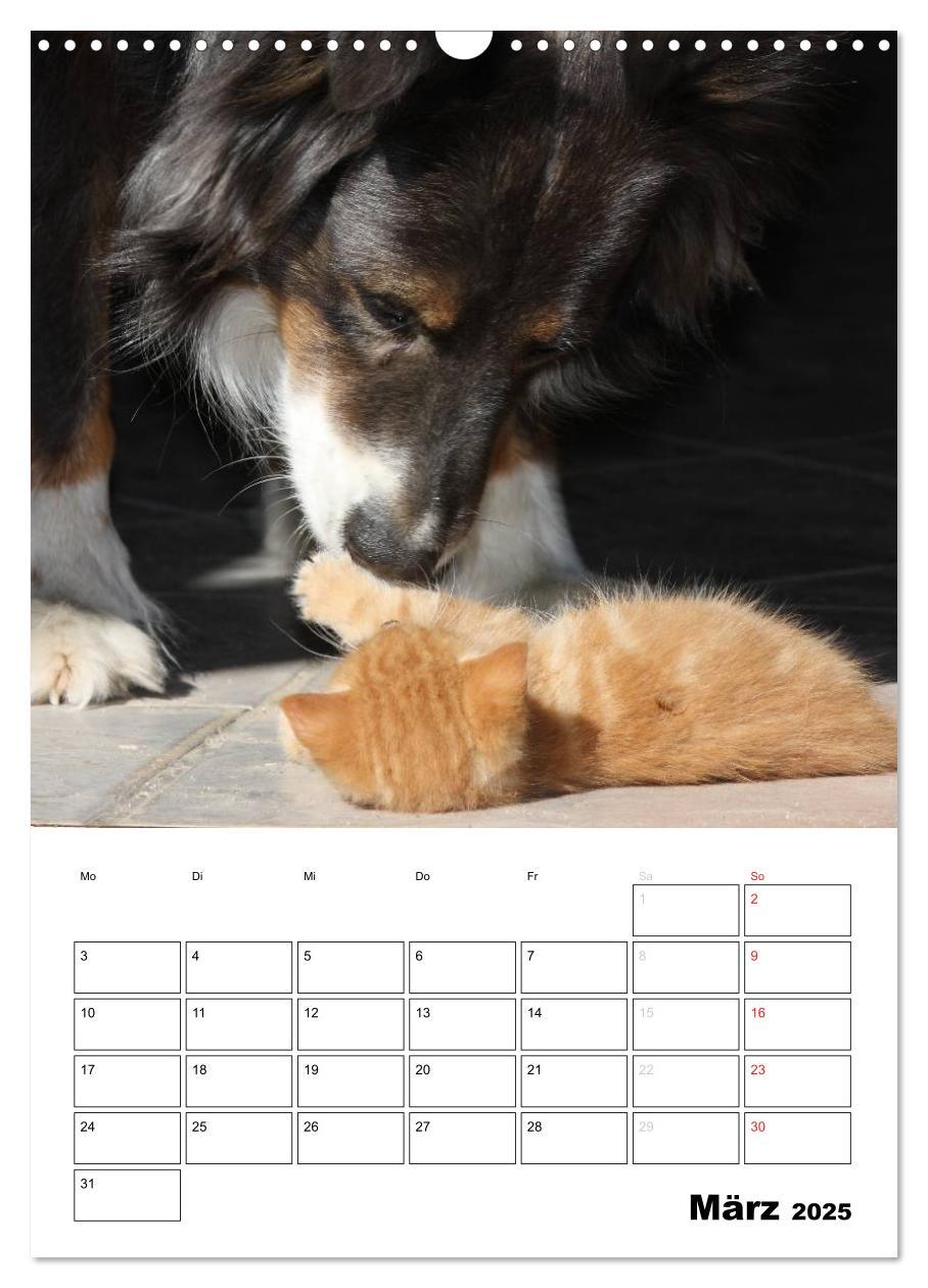 Bild: 9783457080207 | Australian Shepherd (Wandkalender 2025 DIN A3 hoch), CALVENDO...